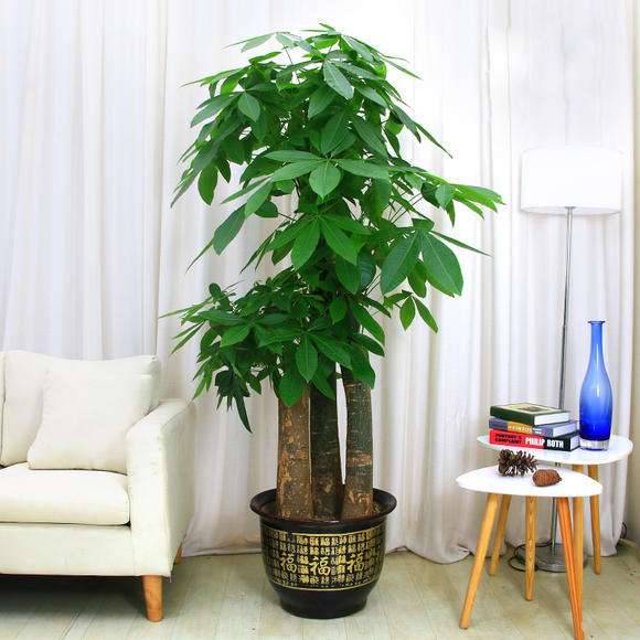 绿意盎然，财源滚滚——苏州家居绿植与饰品一站式服务